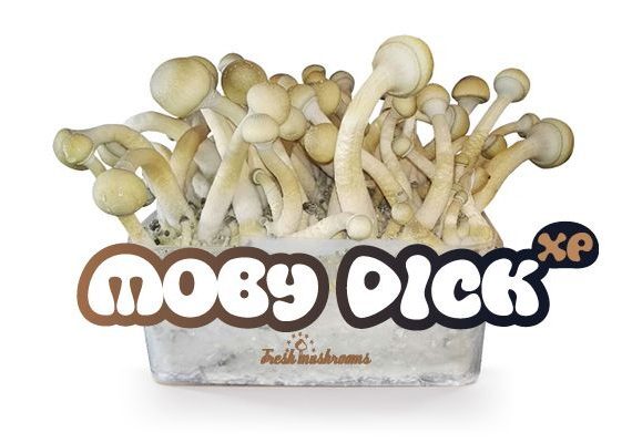 Moby Dick Mushroom Growkit 1200cc Online