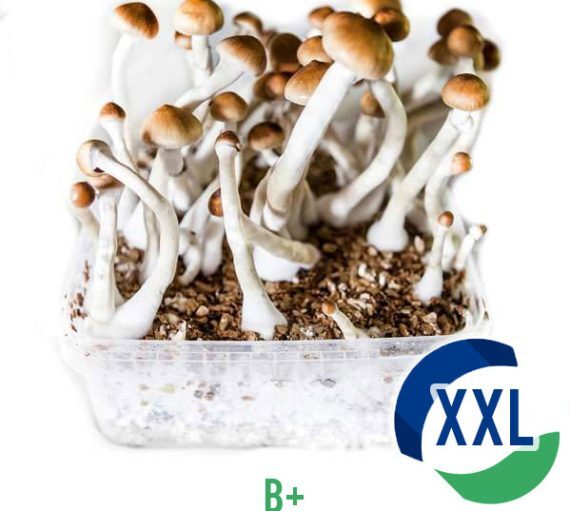 B+ XL Mycelium box (2100 ML) Online
