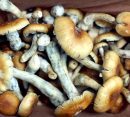 Magic mushrooms Online UK